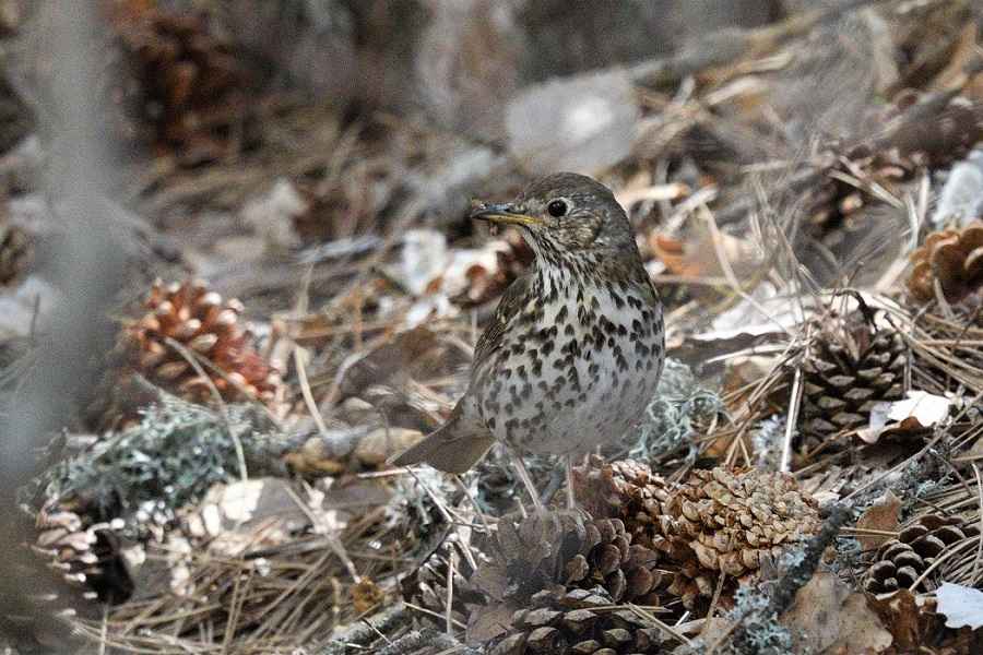 Song Thrush